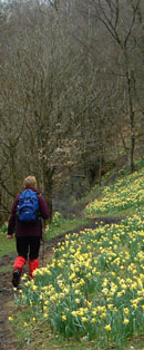 Caroline tiptoes through the daffodils/from a photo by Arnold Underwood/April 2004