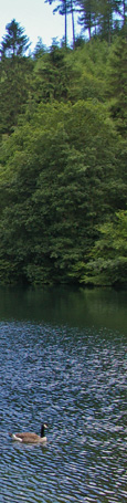 Staindale Lake in Dalby Forest/ from a photo by Arnold Underwood, July 2008